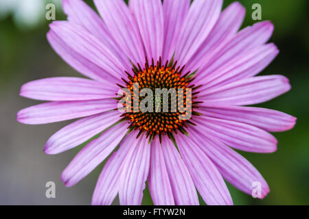 Echinacea purpurea; genere Asteraceae. Chiudere fino al di sopra di un prodotto a base di echinacea purpurea. Foto Stock