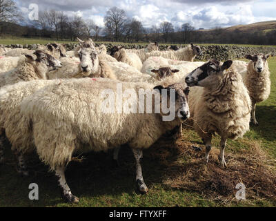 Holwick, Middleton in Teesdale, Co Durham, Regno Unito. Il 30 marzo 2016. In un freddo e assolato pomeriggio in Teesdale superiore il fortemente incinta pecora godetevi il fieno insilato e lasciato per loro in un campo nel nord Pennine hills come affrontare i loro ultimi giorni prima di figliatura.(c) Kathryn Hext/Alamy Live News Foto Stock