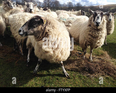 Holwick, Middleton in Teesdale, Co Durham, Regno Unito. Il 30 marzo 2016. In un freddo e assolato pomeriggio in Teesdale superiore il fortemente incinta pecora godetevi il fieno insilato e lasciato per loro in un campo nel nord Pennine hills come affrontare i loro ultimi giorni prima di figliatura.(c) Kathryn Hext/Alamy Live News Foto Stock