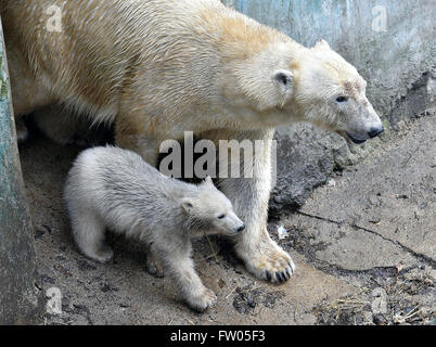 Brno, Repubblica Ceca. 30 Mar, 2016. Il polar bear cub (nella foto con la sua madre) viene presentato al pubblico per lo zoo di Brno, in Repubblica ceca, 30 marzo 2016. Credito: Vaclav Salek/CTK foto/Alamy Live News Foto Stock