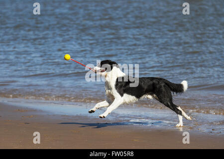 Zac, un bianco e nero liscio, il cane di Collie ha sviluppato la sua propria routine di gioco di auto-excercising girando una palla da tennis su una corda in un movimento circolare mentre corre e gioca sulla spiaggia esposta dalla bassa marea. New Brighton, Wallasey, Regno Unito. 31 marzo 2016. Foto Stock