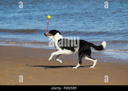 Zac, un bianco e nero liscio, il cane di Collie ha sviluppato la sua propria routine di gioco di auto-excercising girando una palla da tennis su una corda in un movimento circolare mentre corre e gioca sulla spiaggia esposta dalla bassa marea. New Brighton, Wallasey, Regno Unito. 31 marzo 2016. Foto Stock