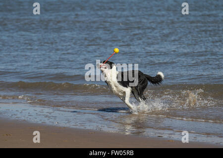 Zac, un bianco e nero liscio, il cane di Collie ha sviluppato la sua propria routine di gioco di auto-excercising girando una palla da tennis su una corda in un movimento circolare mentre corre e gioca sulla spiaggia esposta dalla bassa marea. New Brighton, Wallasey, Regno Unito. 31 marzo 2016. Foto Stock