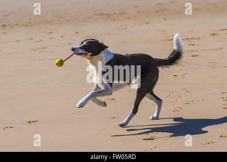 Zac, un bianco e nero liscio, il cane di Collie ha sviluppato la sua propria routine di gioco di auto-excercising girando una palla da tennis su una corda in un movimento circolare mentre corre e gioca sulla spiaggia esposta dalla bassa marea. New Brighton, Wallasey, Regno Unito. 31 marzo 2016. Foto Stock