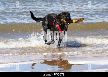 New Brighton, Wallasey. Regno Unito 31 marzo 2016. Regno Unito Meteo: un stupendo cane giocando in mare con la bassa marea su New Brighton Sea Front. Il favoloso clima soleggiato ha portato molti visitatori della località balneare. Tutti i cani devono essere dotati di microchip da 6 aprile 2016 sotto la nuova legislazione del Regno Unito indicando i dettagli dei proprietari. Cernan Elias/Alamy Live News Foto Stock