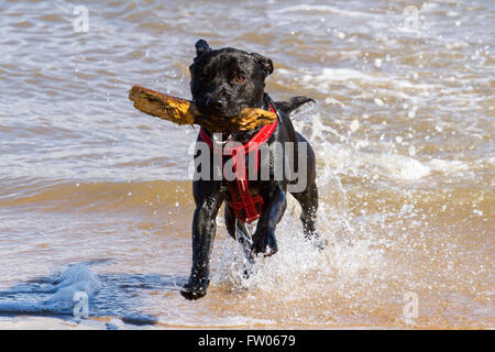 New Brighton, Wallasey. Regno Unito 31 marzo 2016. Regno Unito Meteo: un stupendo cane giocando in mare con la bassa marea su New Brighton Sea Front. Il favoloso clima soleggiato ha portato molti visitatori della località balneare. Tutti i cani devono essere dotati di microchip da 6 aprile 2016 sotto la nuova legislazione del Regno Unito indicando i dettagli dei proprietari. Cernan Elias/Alamy Live News Foto Stock