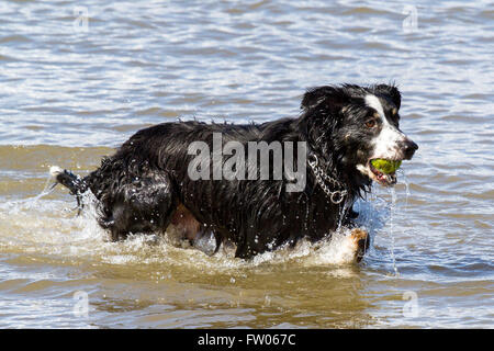 New Brighton, Wallasey. Regno Unito 31 marzo 2016. Regno Unito Meteo: un stupendo cane giocando in mare con la bassa marea su New Brighton Sea Front. Il favoloso clima soleggiato ha portato molti visitatori della località balneare. Tutti i cani devono essere dotati di microchip da 6 aprile 2016 sotto la nuova legislazione del Regno Unito indicando i dettagli dei proprietari. Cernan Elias/Alamy Live News Foto Stock