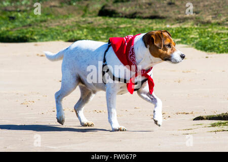 New Brighton, Wallasey. Regno Unito 31 marzo 2016. Regno Unito Meteo: un stupendo cane giocando in mare con la bassa marea su New Brighton Sea Front. Il favoloso clima soleggiato ha portato molti visitatori della località balneare. Tutti i cani devono essere dotati di microchip da 6 aprile 2016 sotto la nuova legislazione del Regno Unito indicando i dettagli dei proprietari. Cernan Elias/Alamy Live News Foto Stock