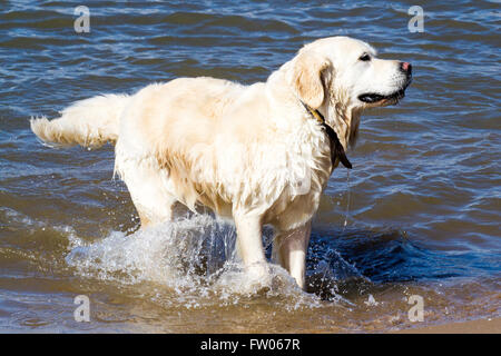 New Brighton, Wallasey. Regno Unito 31 marzo 2016. Regno Unito Meteo: un stupendo cane giocando in mare con la bassa marea su New Brighton Sea Front. Il favoloso clima soleggiato ha portato molti visitatori della località balneare. Tutti i cani devono essere dotati di microchip da 6 aprile 2016 sotto la nuova legislazione del Regno Unito indicando i dettagli dei proprietari. Cernan Elias/Alamy Live News Foto Stock