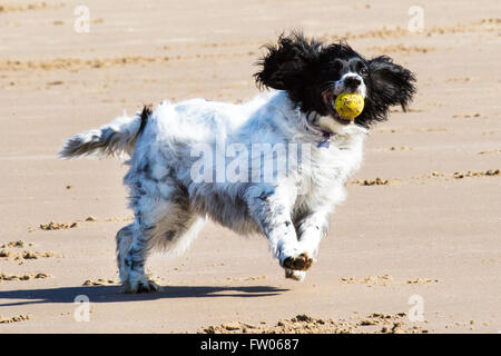 New Brighton, Wallasey. Regno Unito 31 marzo 2016. Regno Unito Meteo: un stupendo cane giocando in mare con la bassa marea su New Brighton Sea Front. Il favoloso clima soleggiato ha portato molti visitatori della località balneare. Tutti i cani devono essere dotati di microchip da 6 aprile 2016 sotto la nuova legislazione del Regno Unito indicando i dettagli dei proprietari. Cernan Elias/Alamy Live News Foto Stock