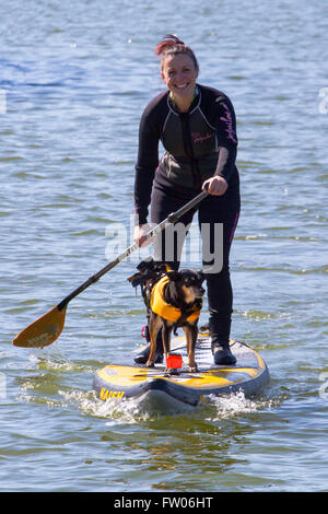 Scheda Paddle detentore del record mondiale Sarah Smith, New Brighton, Wallasey, 31 marzo 2016. Scheda Paddle Guinness world record titolare Sarah Smith & il suo grazioso terrier 'Louise' entrare in alcuni corsi di formazione nel bel sole primaverile. 'Louise' ha la sua propria vita giacca & è responsabile delle riprese, pur rimanendo ben bilanciata sulla parte anteriore della paletta gonfiabile scheda. Cernan Elias/Alamy Live News Foto Stock