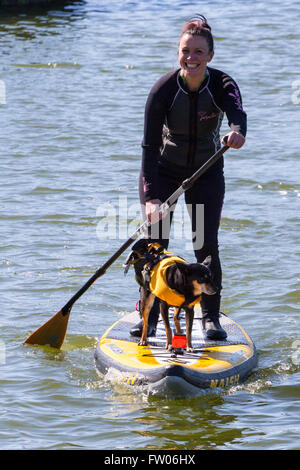 Scheda Paddle detentore del record mondiale Sarah Smith, New Brighton, Wallasey, 31 marzo 2016. Scheda Paddle Guinness world record titolare Sarah Smith & il suo grazioso terrier 'Louise' entrare in alcuni corsi di formazione nel bel sole primaverile. 'Louise' ha la sua propria vita giacca & è responsabile delle riprese, pur rimanendo ben bilanciata sulla parte anteriore della paletta gonfiabile scheda. Cernan Elias/Alamy Live News Foto Stock