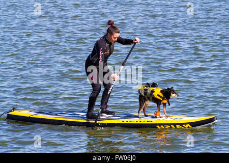 Paddle Board World Record Holder Sarah Smith, New Brighton, Wallasey, 31st marzo 2016. Paddle Board Guinness detentore del record mondiale Sarah Smith & il suo delizioso terrier 'Louise' ottenere in un certo allenamento nel bel sole primaverile. 'Louise' ha la sua giacca di vita ed è responsabile delle riprese video, pur rimanendo piacevolmente equilibrato sulla parte anteriore della tavola gonfiabile paddle. Cernan Elias/Alamy Live News Foto Stock