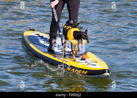 Scheda Paddle detentore del record mondiale Sarah Smith, New Brighton, Wallasey, 31 marzo 2016. Scheda Paddle Guinness world record titolare Sarah Smith & il suo grazioso terrier 'Louise' entrare in alcuni corsi di formazione nel bel sole primaverile. 'Louise' ha la sua propria vita giacca & è responsabile delle riprese, pur rimanendo ben bilanciata sulla parte anteriore della paletta gonfiabile scheda. Cernan Elias/Alamy Live News Foto Stock