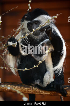 Pilsen, Repubblica Ceca. 31 Mar, 2016. Nero angolano-e-White Colobus, o angolani (colobus Colobus angolensis), femmina con il suo bambino maschio sono illustrati nel loro recinto in zoo di Pilsen, Repubblica Ceca, Marzo 31, 2016. Credito: Pavel Nemecek/CTK foto/Alamy Live News Foto Stock