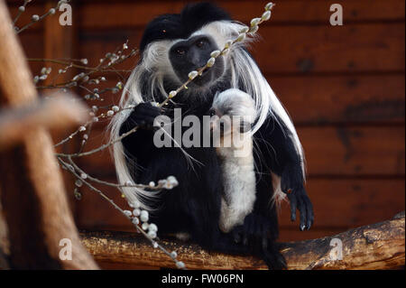 Pilsen, Repubblica Ceca. 31 Mar, 2016. Nero angolano-e-White Colobus, o angolani (colobus Colobus angolensis), femmina con il suo bambino maschio sono illustrati nel loro recinto in zoo di Pilsen, Repubblica Ceca, Marzo 31, 2016. Credito: Pavel Nemecek/CTK foto/Alamy Live News Foto Stock