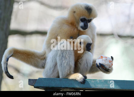 Pilsen, Repubblica Ceca. 31 Mar, 2016. Northern bianco-cheeked Gibbon, Nomascus leucogenys leucogenys, femmina con il suo bambino Luki maschio sono illustrati nel loro recinto in zoo di Pilsen, Repubblica Ceca, Marzo 31, 2016. Credito: Pavel Nemecek/CTK foto/Alamy Live News Foto Stock