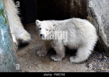 Brno, Repubblica Ceca. 30 Mar, 2016. Il polar bear cub è presentato al pubblico per lo zoo di Brno, in Repubblica ceca, 30 marzo 2016. © Vaclav Salek/CTK foto/Alamy Live News Foto Stock