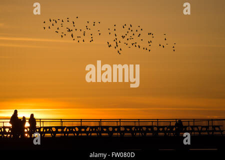 Aberystwyth Wales UK, giovedì 31 marzo 2016 la gente fuori sul molo di Aberystwyth, rendendo la maggior parte della bella calda primavera meteo e le serate di allungamento come ultimo6 di storni volare a roost. Il meteo Le previsioni per diventare più caldi durante il prossimo fine settimana, con temperature che raggiungono alte teens centigradi Credito: keith morris/Alamy Live News Foto Stock