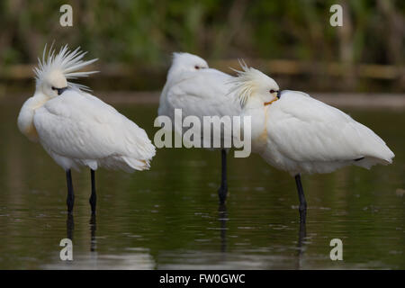 Eurasian Spatola (Platalea leucorodia), in piedi in acqua, Campania, Italia Foto Stock