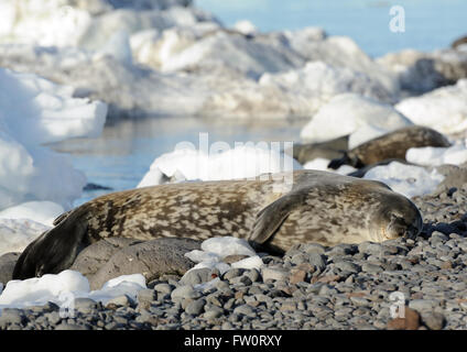 Una guarnizione di tenuta di Weddell (Leptonychotes weddellii) giace sulla spiaggia. Paulet Island, Penisola antartica. L'Antartide. Foto Stock