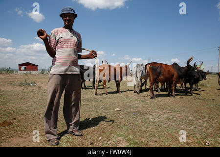Tra Mojo e Ziway, Etiopia, Ottobre 2013: Kumar, 42, pascolare il suo e il suo vicino gli animali. Ha tre figli. Il pascolo in questa zona è buona, non colpite dalla siccità e lui fa un buon vivere. Foto Stock