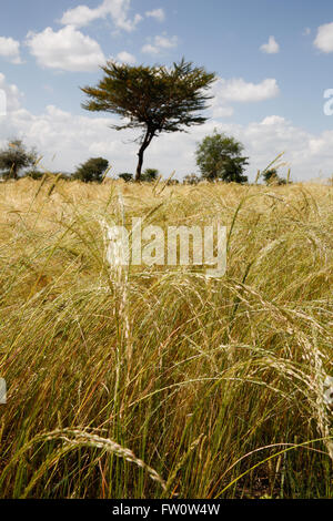 Tra Mojo e Ziway, Etiopia, ottobre 2013 Acasia alberi in un campo di tef. Foto Stock