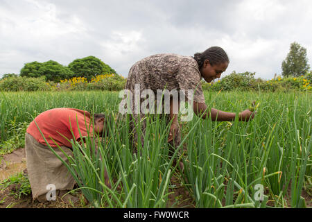 Meki River Delta, Etiopia, ottobre 2013 g. Sambeta, 28, erbacce la sua cipolle con sua figlia. Foto Stock