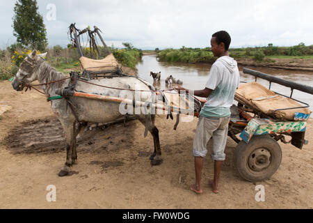 Meki River Delta, Etiopia, ottobre 2013. Cavallo driver carrello il resto e lavare i loro animali. Foto Stock