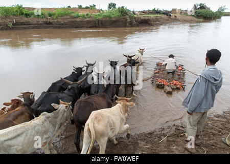 Meki River Delta, Etiopia, ottobre 2013 Dagega Sabglah, 38, allevamento del bestiame al pascolo attraverso il fiume Meki. Foto Stock