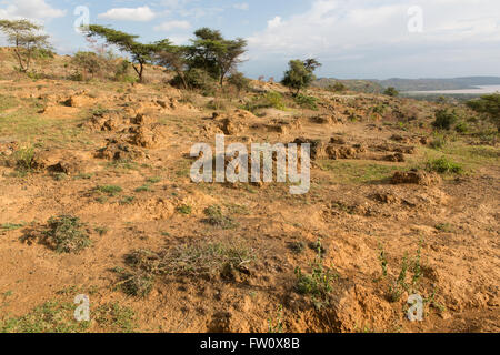 Alutu Ridge, Lago Langano, Etiopia, ottobre 2013 erosione provocata dalla deforestazione. Foto Stock