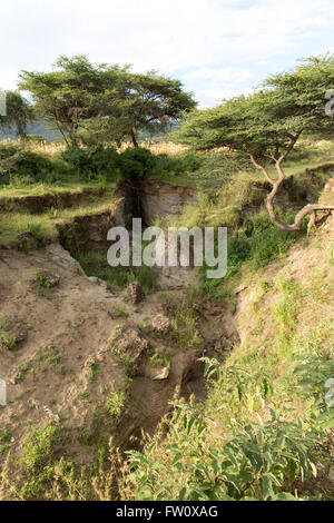 Alutu Ridge, Lago Langano, Etiopia, ottobre 2013 burrone erosione causata dalla deforestazione. Foto Stock