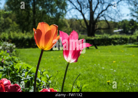 Due tulipani in piedi in un letto di fiori in un giardino con prato verde. Le due gemme sono di colore arancione e rosa Foto Stock