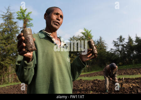 Debre Birhan, Amhara, Etiopia, ottobre 2013 Alemayehu Habte, 60, con l'anno vecchio pianticelle di ginepro. Egli ha lavorato presso il vivaio EWNHS per sei anni. Foto Stock