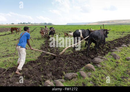 Debre Birhan, Amhara, Etiopia, ottobre 2013 Etachew Tadesse, 25 e Eshetu Begashaw, 22, aratro il loro campo. Il loro impianto sarà guaya, un legume. Foto Stock