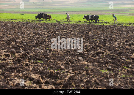 Debre Birhan, Amhara, Etiopia, ottobre 2013 Etachew Tadesse, 25 e Eshetu Begashaw, 22, aratro il loro campo. Il loro impianto sarà guaya, un legume. Foto Stock