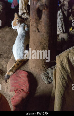 Debre Birhan, Amhara, Etiopia, Ottobre 2013 Una giovane cat in Getachew la cucina come si prepara a cucinare sul combustibile stufe efficienti. Foto Stock