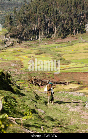 Villaggio Furamariam, Debele, Amhara, Etiopia, Ottobre 2013: un agricoltore che trasportano cedui eucelyptus. Foto Stock