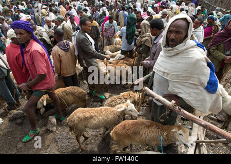 Debre Sina, Etiopia, Ottobre 2013: pecore operatori su un mercato affollato giorno. Foto Stock