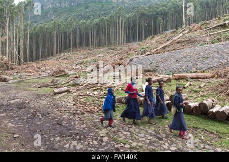 Debre Sina, Etiopia, Ottobre 2013: i bambini sul loro modo a scuola a piedi passato parzialmente raccolte piantagione maturo di proprietà del governo di alberi di eucalipto. Foto Stock