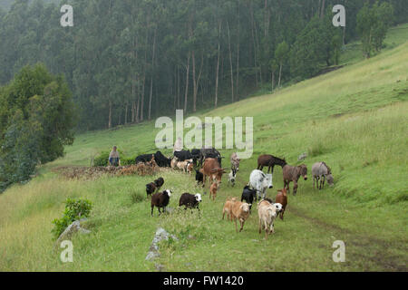 Debre Mahela Kebele, Nord Shewa, Etiopia, Ottobre 2013: gli agricoltori facendo pascolare il gregge di animali. Foto Stock