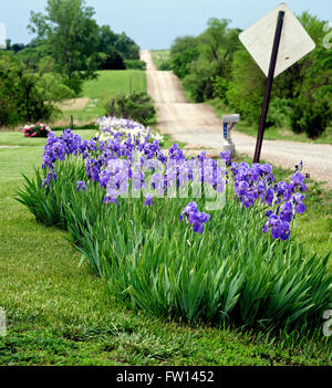 Topeka Kansas, Stati Uniti d'America, 26 maggio, 2014 Fiori di Kansas Credit: Mark Reinstein Foto Stock