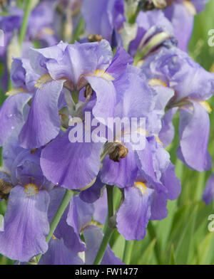 Topeka Kansas, Stati Uniti d'America, 26 maggio, 2014 Fiori di Kansas Credit: Mark Reinstein Foto Stock