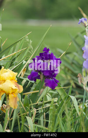 Topeka Kansas, Stati Uniti d'America, 26 maggio, 2014 Fiori di Kansas Credit: Mark Reinstein Foto Stock