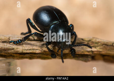 Sanguinosa naso-beetle (Timarcha tenebricosa). Un grande coleottero flightless nella famiglia Chrysomelidae, la foglia e seme di coleotteri. Foto Stock