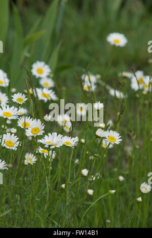 Topeka Kansas, Stati Uniti d'America, 26 maggio, 2014 Fiori di Kansas Credit: Mark Reinstein Foto Stock