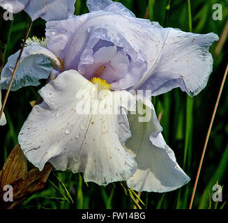 Topeka Kansas, Stati Uniti d'America, 26 maggio, 2014 Fiori di Kansas Credit: Mark Reinstein Foto Stock