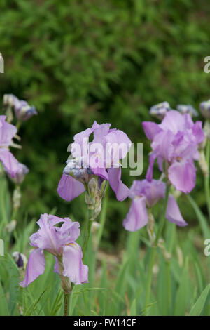 Topeka Kansas, Stati Uniti d'America, 26 maggio, 2014 Fiori di Kansas Credit: Mark Reinstein Foto Stock