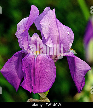 Topeka Kansas, Stati Uniti d'America, 26 maggio, 2014 Fiori di Kansas Credit: Mark Reinstein Foto Stock