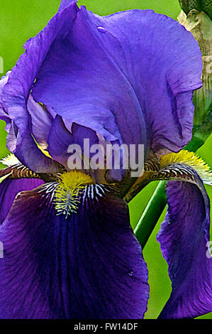 Topeka Kansas, Stati Uniti d'America, 26 maggio, 2014 Fiori di Kansas Credit: Mark Reinstein Foto Stock